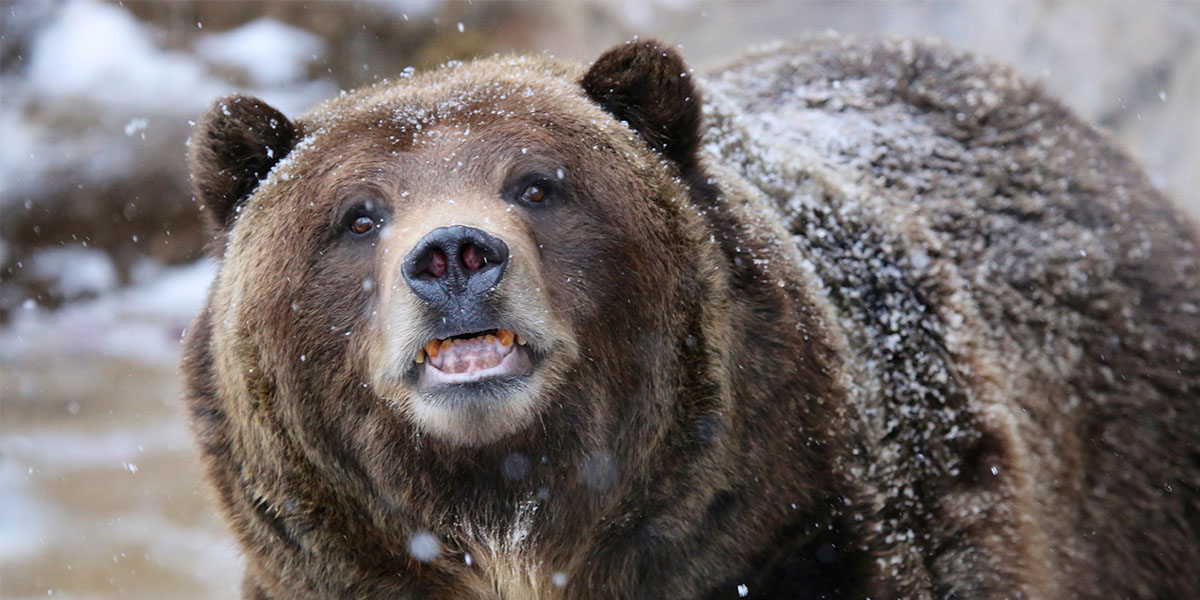 bear caption generator wild alaska live bear meme 07_2x1?1501078192 bear caption generator wild alaska live